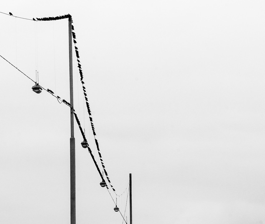 birds on a wire_1