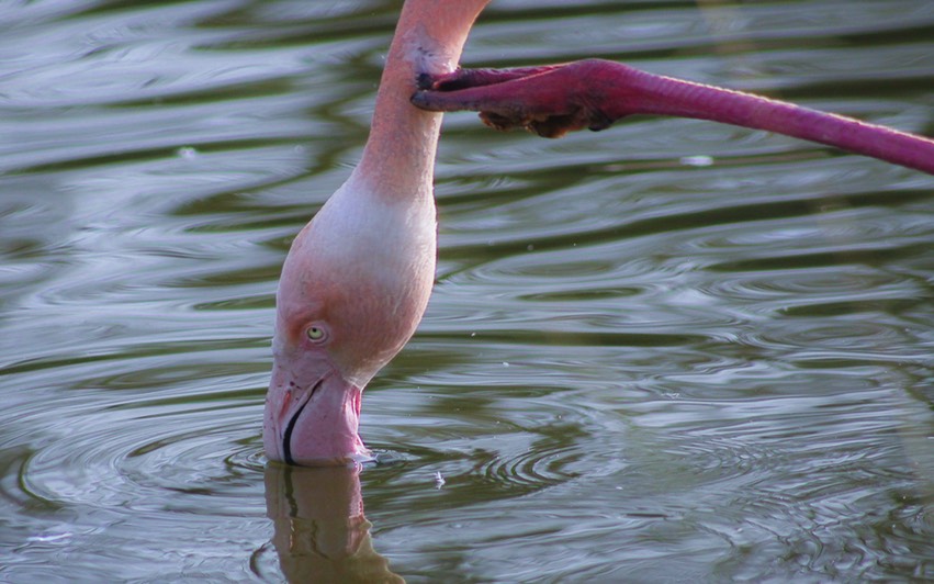 Blijdorp flamingo_2