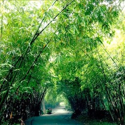 Chengdu bamboo forest