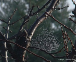 spider web with raindrops.cr2